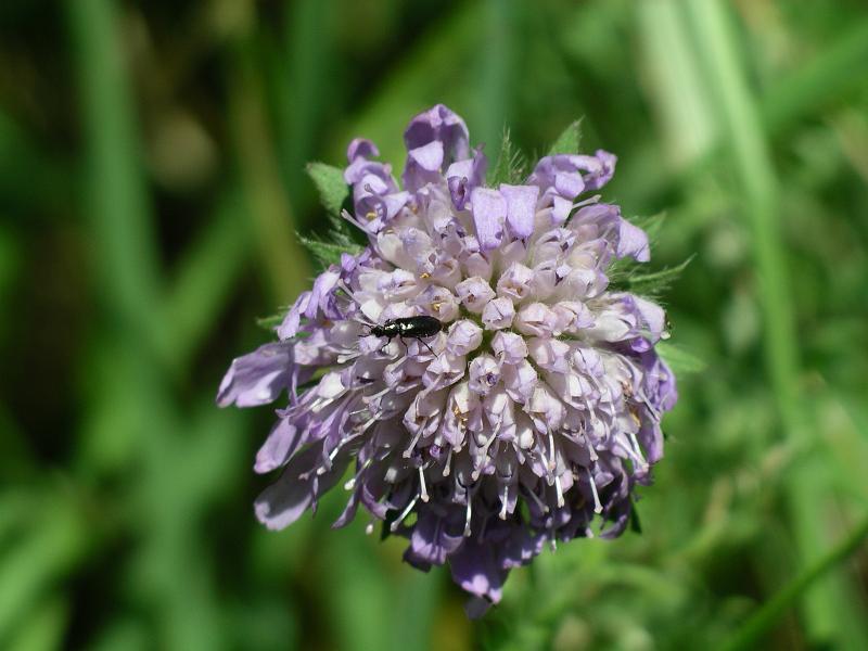 Flora 37.jpg